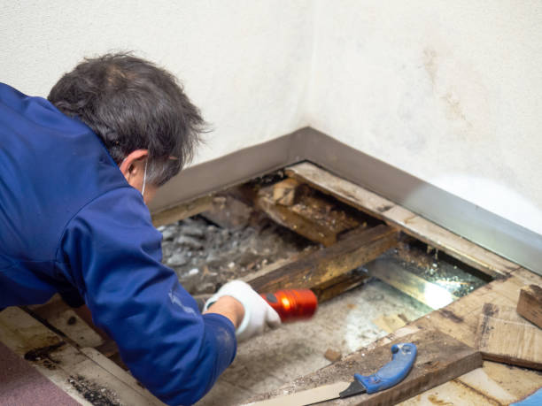 Best Residential Mold Removal  in Ransom Canyon, TX
