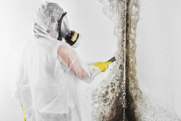 Best Mold Testing  in Ransom Canyon, TX