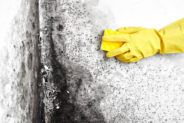 Best Mold Damage Repair  in Ransom Canyon, TX