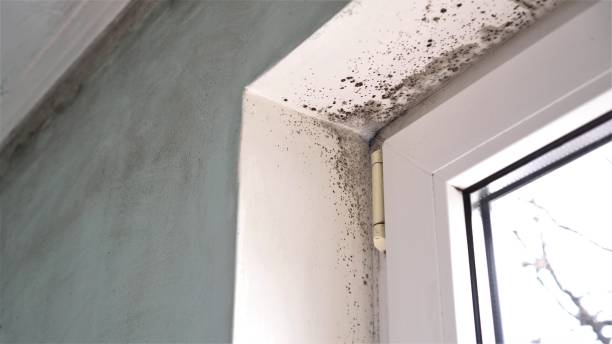 Best Mold Testing  in Ransom Canyon, TX
