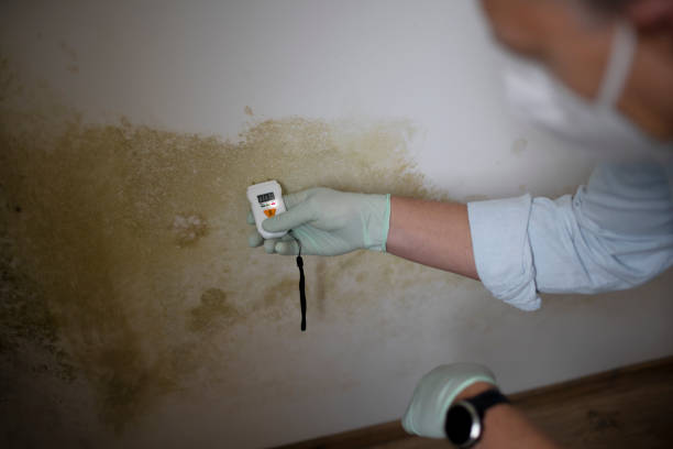 Best Black Mold Removal  in Ransom Canyon, TX