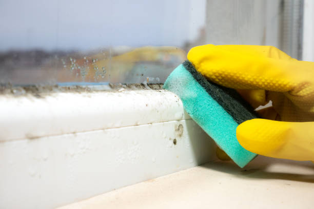 Best Same-Day Mold Removal  in Ransom Canyon, TX