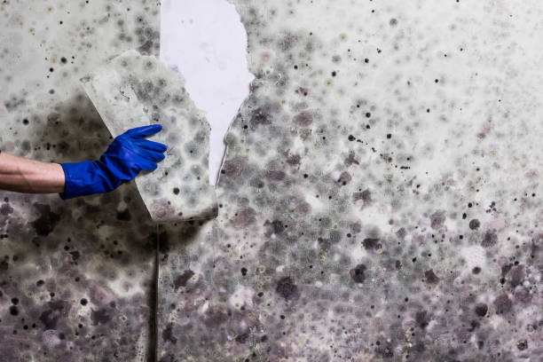 Best Mold Remediation  in Ransom Canyon, TX