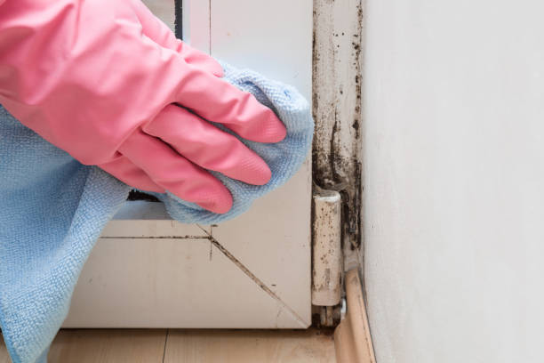 Best Mold Remediation Experts  in Ransom Canyon, TX